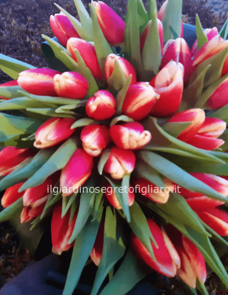 Bouquet tulipani ( concordare il colore disponibile)