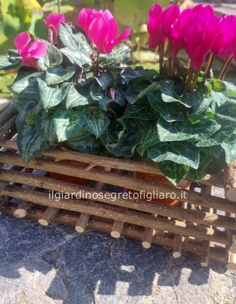 Elegante cesto in legno fatto a mano doppio con 2 ciclamini